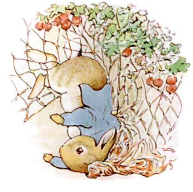tale of peter rabbit coloring pages - photo #35